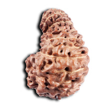 Load image into Gallery viewer, 19 Mukhi Indonesian Gaurishankar Rudraksha - Bead 149
