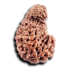 19 Mukhi Indonesian Gaurishankar Rudraksha - Bead 149