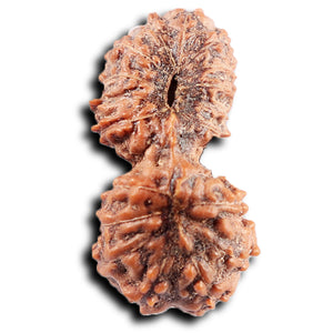 19 Mukhi Indonesian Gaurishankar Rudraksha - Bead 150