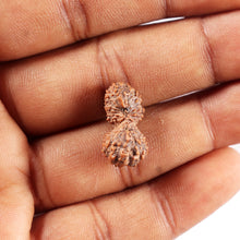 Load image into Gallery viewer, 19 Mukhi Indonesian Gaurishankar Rudraksha - Bead 150
