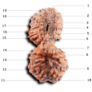 19 Mukhi Indonesian Gaurishankar Rudraksha - Bead 150