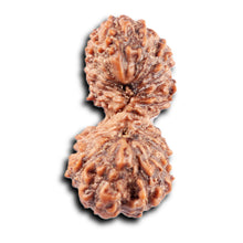 Load image into Gallery viewer, 19 Mukhi Indonesian Gaurishankar Rudraksha - Bead 150
