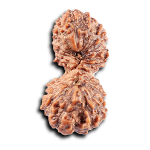 19 Mukhi Indonesian Gaurishankar Rudraksha - Bead 150