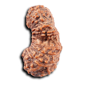 19 Mukhi Indonesian Gaurishankar Rudraksha - Bead 150