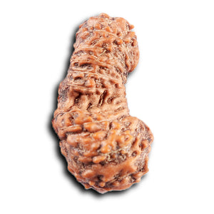 19 Mukhi Indonesian Gaurishankar Rudraksha - Bead 150