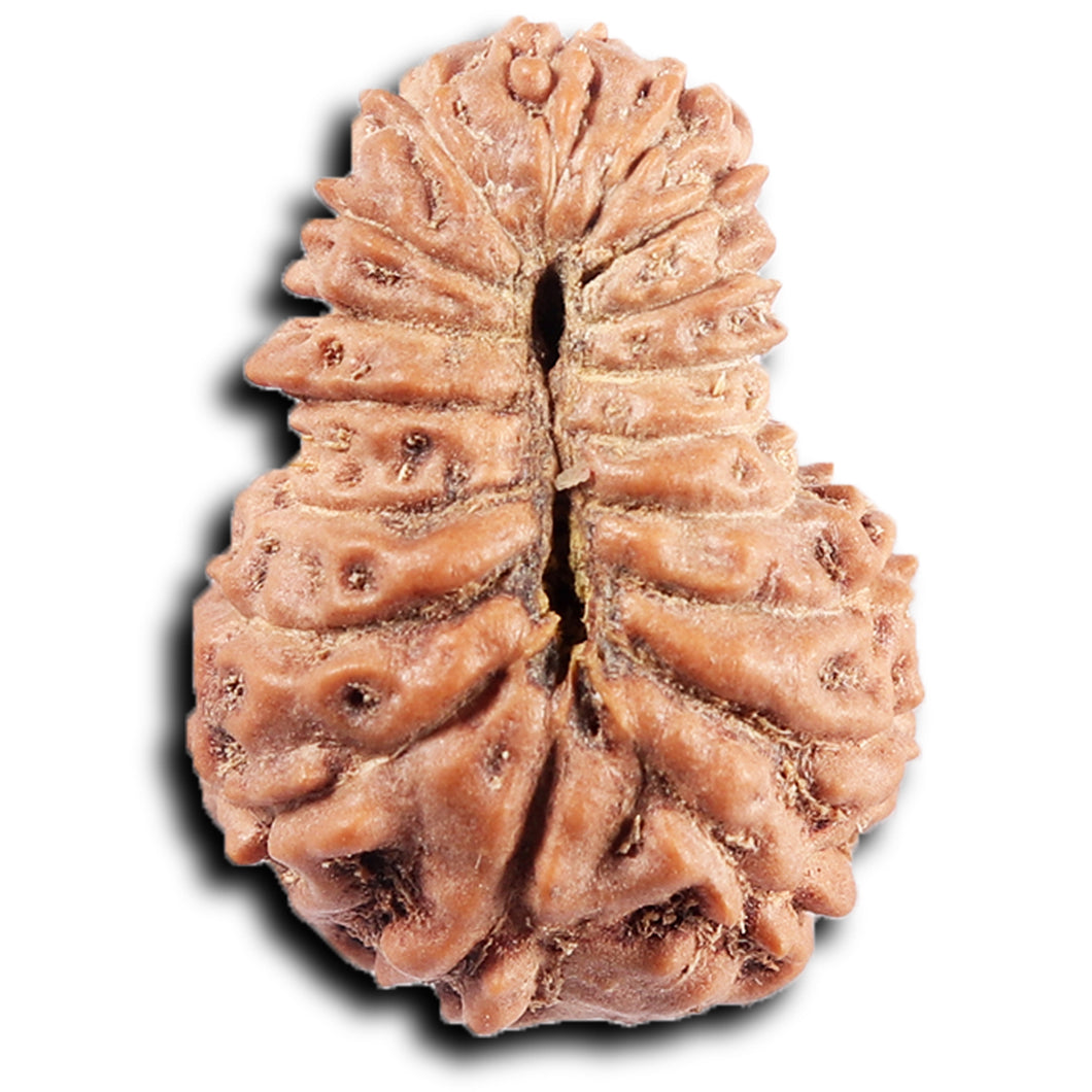 19 Mukhi Indonesian Rudraksha - Bead 127