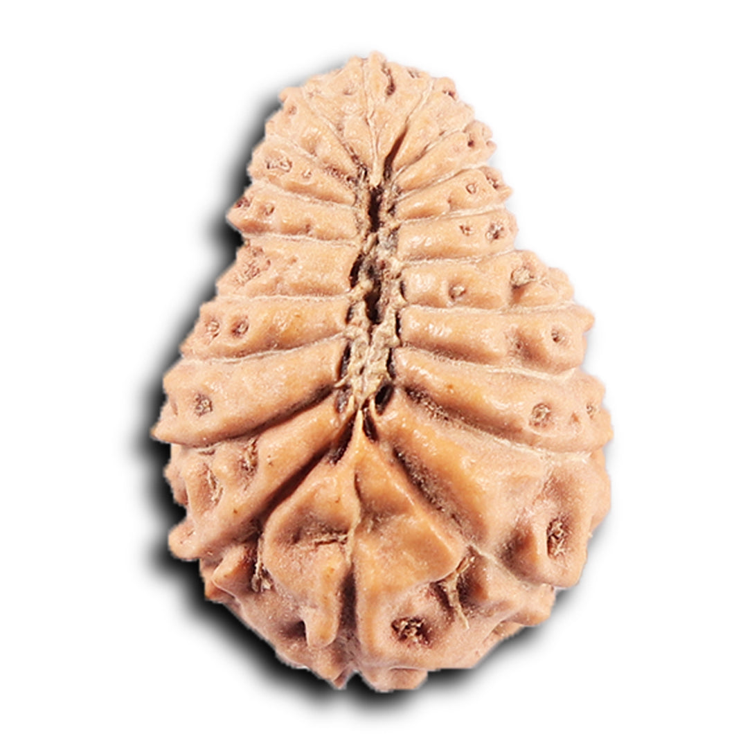 19 Mukhi Indonesian Rudraksha - Bead 131