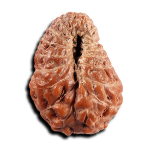 19 Mukhi Indonesian Rudraksha - Bead 133