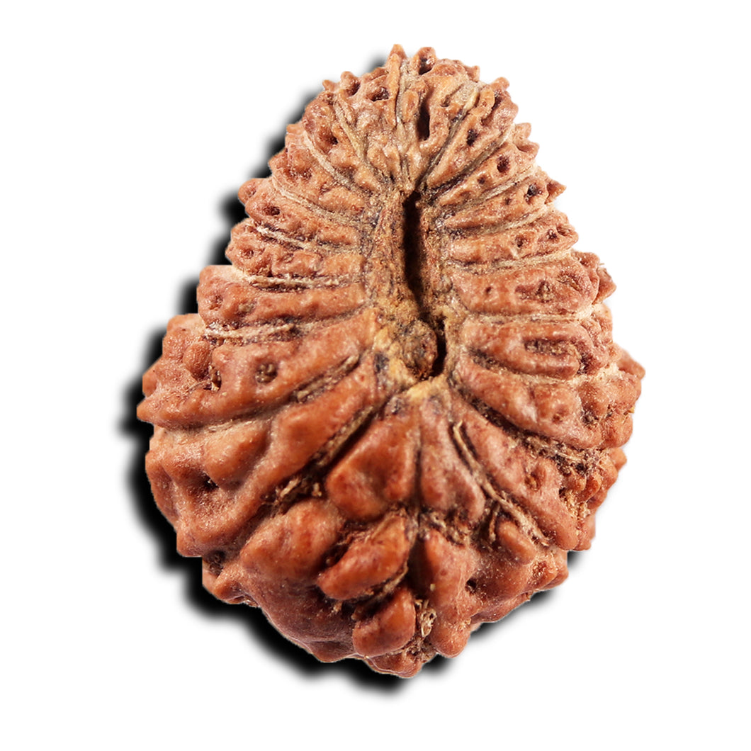 19 Mukhi Indonesian Rudraksha - Bead 134