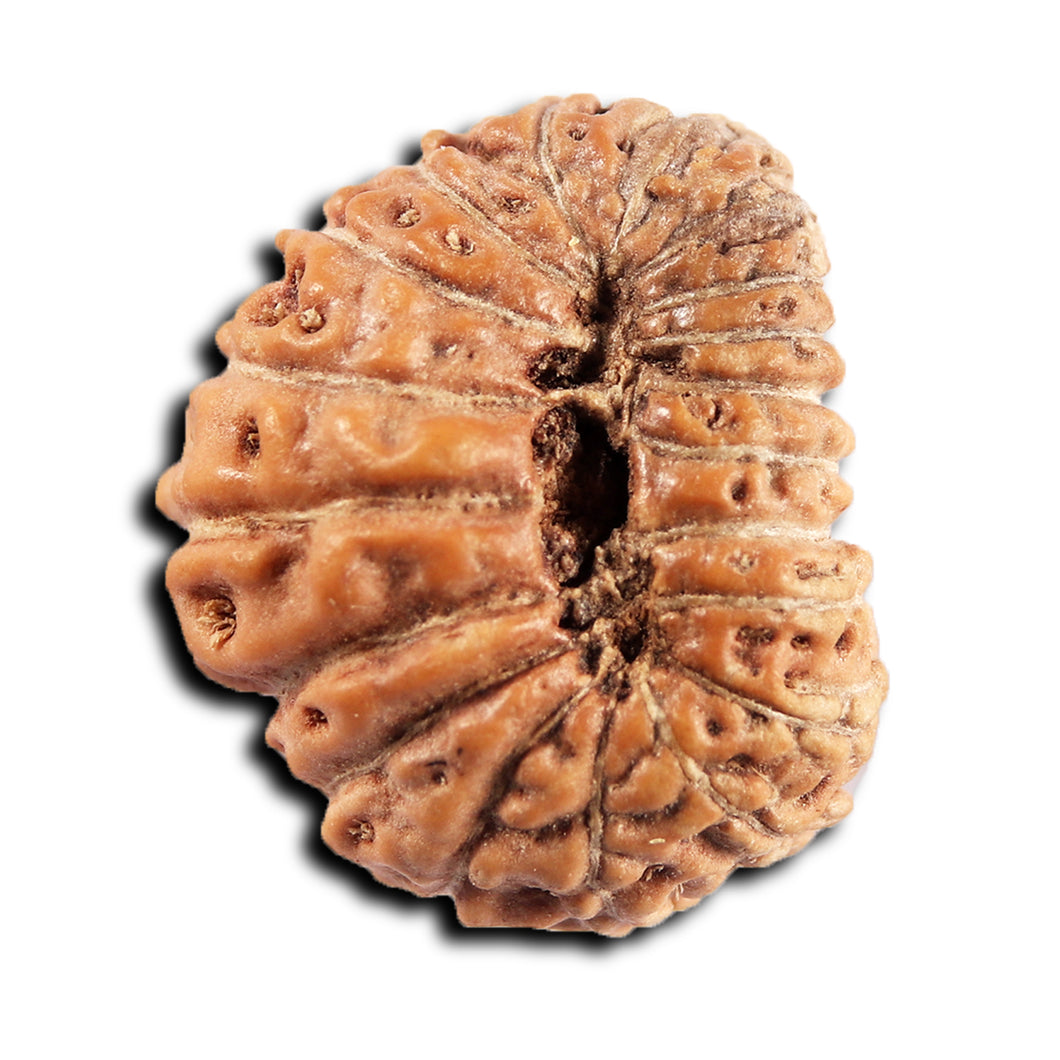 19 Mukhi Indonesian Rudraksha - Bead 136