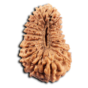 19 Mukhi Indonesian Rudraksha - Bead 137