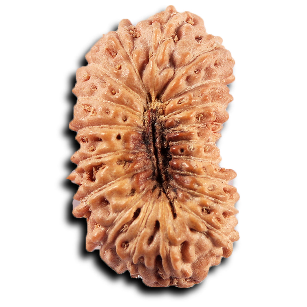 19 Mukhi Indonesian Rudraksha - Bead 138