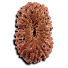 Load image into Gallery viewer, 19 Mukhi Indonesian Rudraksha - Bead 139
