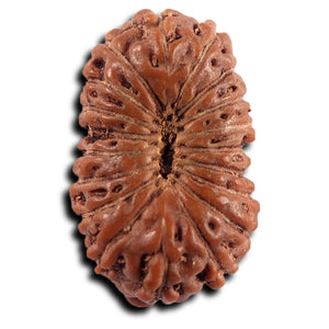 19 Mukhi Indonesian Rudraksha - Bead 139