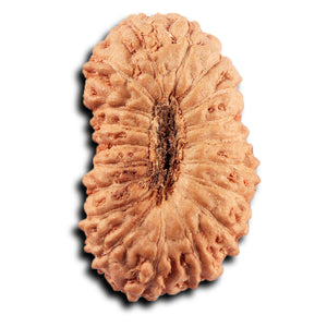 19 Mukhi Indonesian Rudraksha - Bead 140