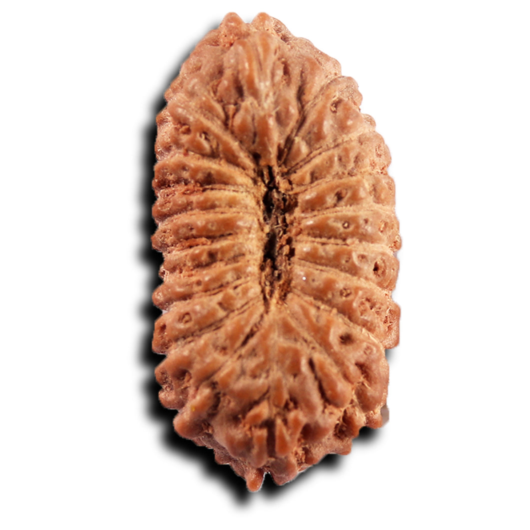 19 Mukhi Indonesian Rudraksha - Bead 141