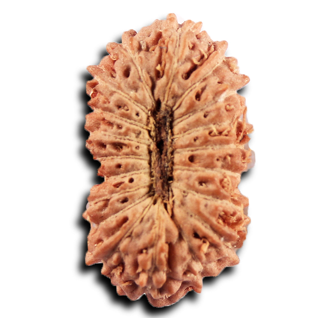 19 Mukhi Indonesian Rudraksha - Bead 143