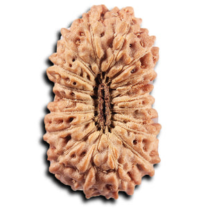 19 Mukhi Indonesian Rudraksha - Bead 144