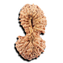 Load image into Gallery viewer, 19 Mukhi Indonesian Gaurishankar Rudraksha - Bead 145
