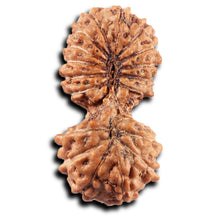 Load image into Gallery viewer, 19 Mukhi Indonesian Gaurishankar Rudraksha - Bead 146
