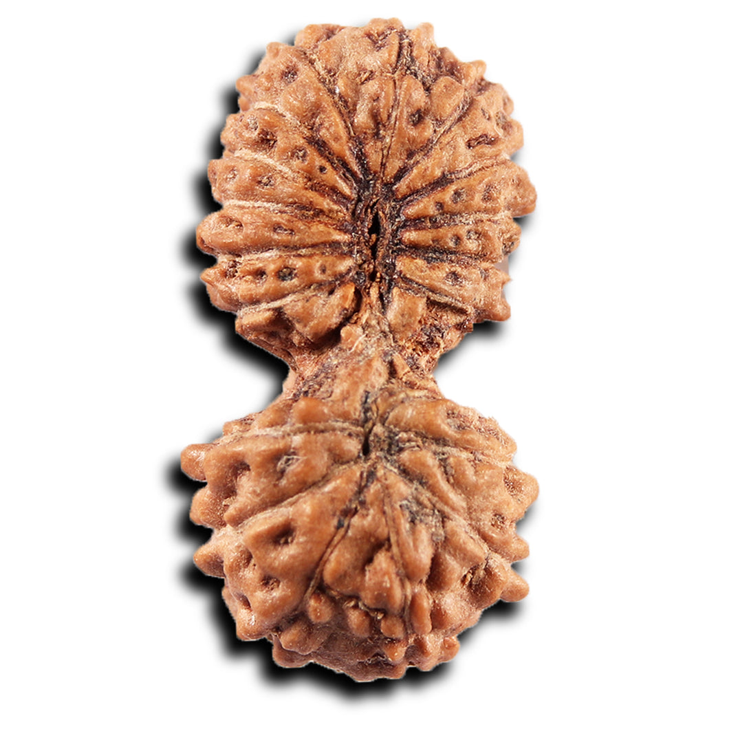 19 Mukhi Indonesian Gaurishankar Rudraksha - Bead 146