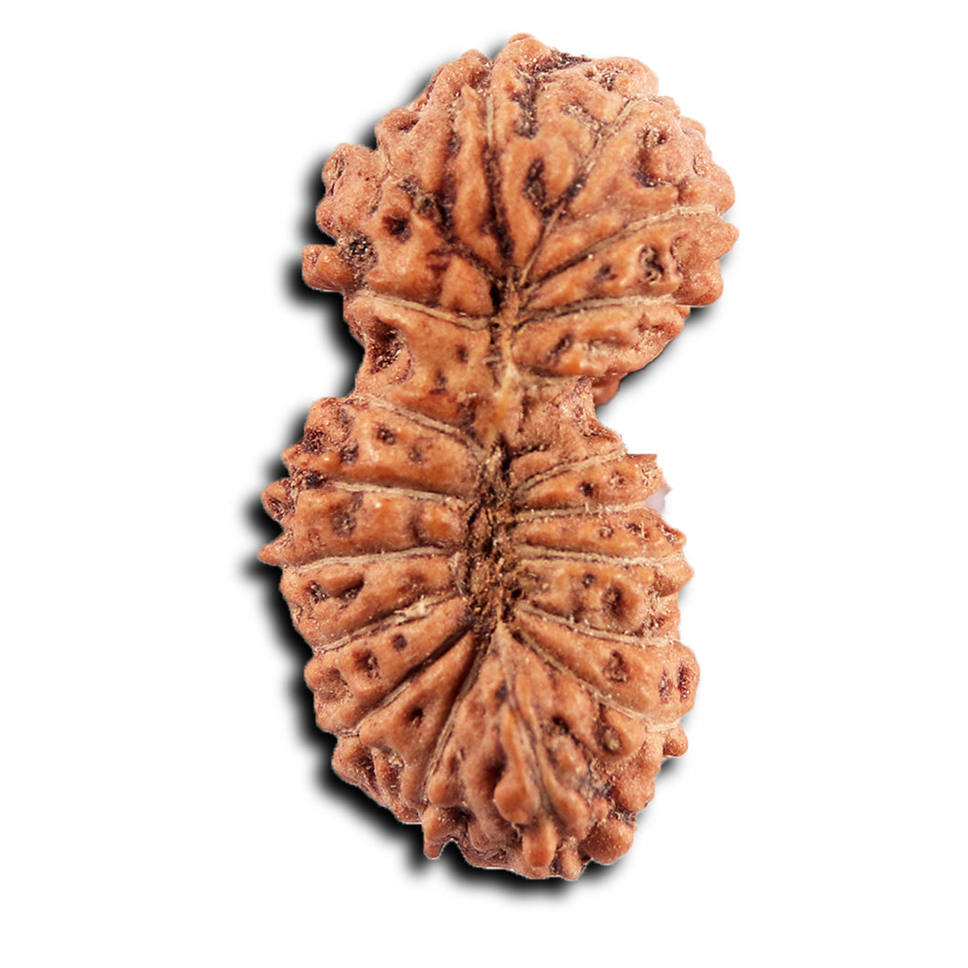 19 Mukhi Indonesian Gaurishankar Rudraksha - Bead 147