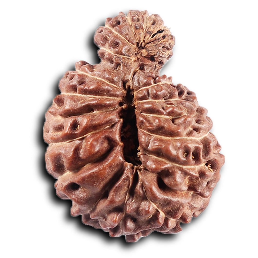 19 Mukhi Indonesian Gaurishankar Rudraksha - Bead 149