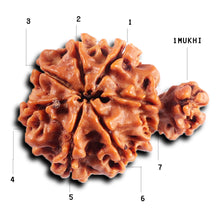 Load image into Gallery viewer, 1 Mukhi Savar Rudraksha from Nepal - Bead No. 80
