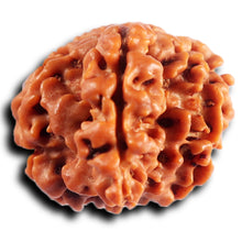 Load image into Gallery viewer, 1 Mukhi Savar Rudraksha from Nepal - Bead No. 80
