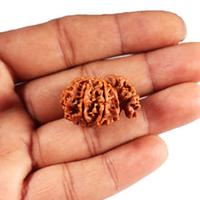 Load image into Gallery viewer, 1 Mukhi Savar Rudraksha from Nepal - Bead No. 80
