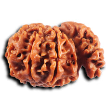 Load image into Gallery viewer, 1 Mukhi Savar Rudraksha from Nepal - Bead No. 80
