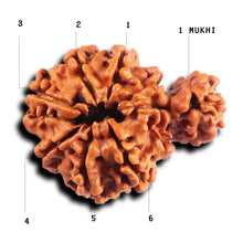 Load image into Gallery viewer, 1 Mukhi Savar Rudraksha from Nepal - Bead No. 81
