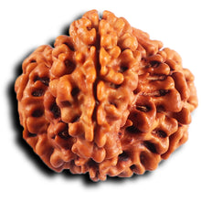 Load image into Gallery viewer, 1 Mukhi Savar Rudraksha from Nepal - Bead No. 81
