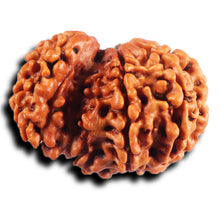 Load image into Gallery viewer, 1 Mukhi Savar Rudraksha from Nepal - Bead No. 81
