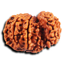 Load image into Gallery viewer, 1 Mukhi Savar Rudraksha from Nepal - Bead No. 81
