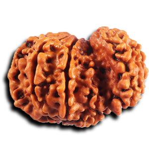 1 Mukhi Savar Rudraksha from Nepal - Bead No. 81