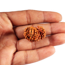 Load image into Gallery viewer, 1 Mukhi Savar Rudraksha from Nepal - Bead No. 81
