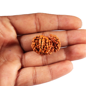 1 Mukhi Savar Rudraksha from Nepal - Bead No. 81