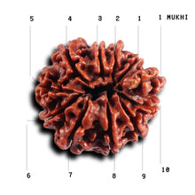 Load image into Gallery viewer, 1 Mukhi Savar Rudraksha from Nepal - Bead No. 82
