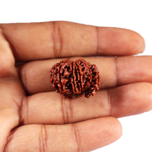 Load image into Gallery viewer, 1 Mukhi Savar Rudraksha from Nepal - Bead No. 82
