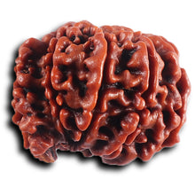 Load image into Gallery viewer, 1 Mukhi Savar Rudraksha from Nepal - Bead No. 82
