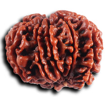 Load image into Gallery viewer, 1 Mukhi Savar Rudraksha from Nepal - Bead No. 82
