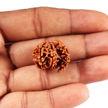 Load image into Gallery viewer, 1 Mukhi Savar Rudraksha from Nepal - Bead No. 83
