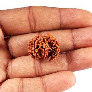 1 Mukhi Savar Rudraksha from Nepal - Bead No. 83