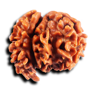 1 Mukhi Savar Rudraksha from Nepal - Bead No. 83