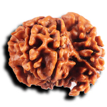 Load image into Gallery viewer, 1 Mukhi Savar Rudraksha from Nepal - Bead No. 83
