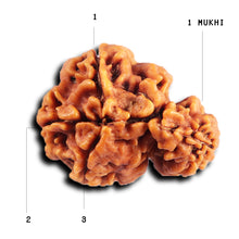 Load image into Gallery viewer, 1 Mukhi Savar Rudraksha from Nepal - Bead No. 84
