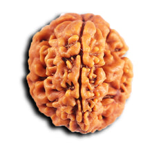 Load image into Gallery viewer, 1 Mukhi Savar Rudraksha from Nepal - Bead No. 84
