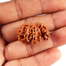 Load image into Gallery viewer, 1 Mukhi Savar Rudraksha from Nepal - Bead No. 84
