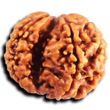 Load image into Gallery viewer, 1 Mukhi Savar Rudraksha from Nepal - Bead No. 84
